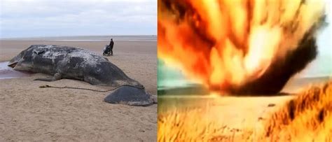 Image result for Whale Body Exploding