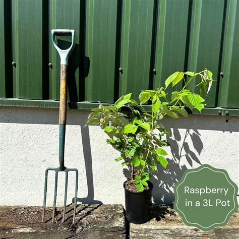 Planting Autumn Raspberry Plants 的图像结果