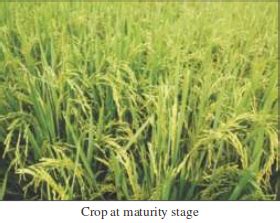 Advantages of FIRB planting method are: