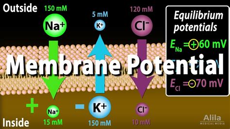 Image result for Negative Membrane Potential