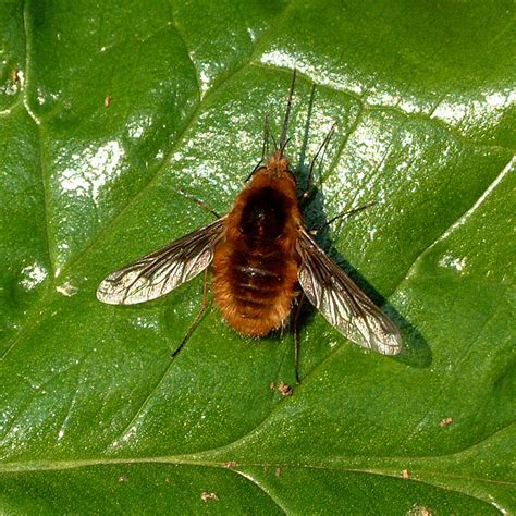 Bayesian Fly 的图像结果