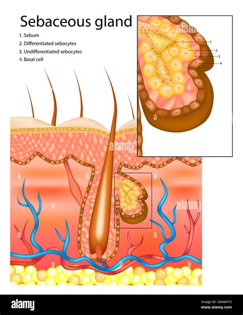 Sebaceous gland or oil gland. Cross-section of all skin layers. A hair ...