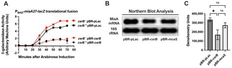 Post-Transcriptional Regulation of the MiaA Prenyl Transferase by CsrA ...