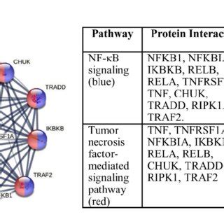 Image result for STRING Protein Interactions