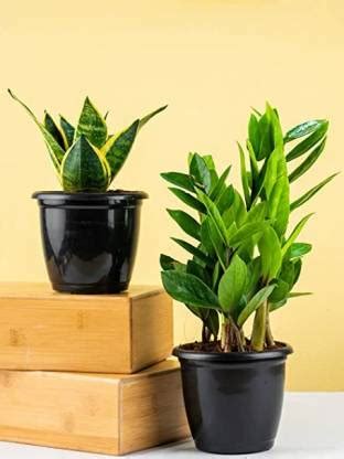 Flora Solutions Zamia Plant Price in India - Buy Flora Solutions Zamia ...