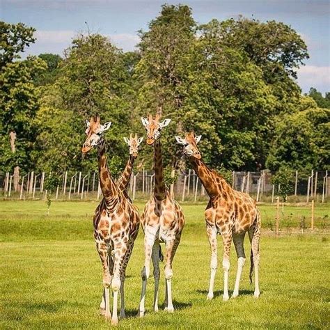 GIRAFFE CENTRE (2026) All You Need to Know BEFORE You Go (with Photos ...