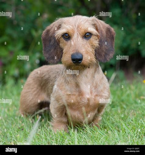 Wirehaired Dachshund Miniature Wirehaired Dachshund Stock Photo