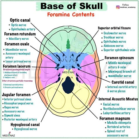 Foramina of skull structures passing through it – Artofit