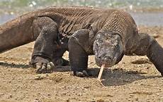 Komodo Wallpaper by 10 Fantastic Hd Komodo Wallpapers Hdwallsource Komodo Wallpaper