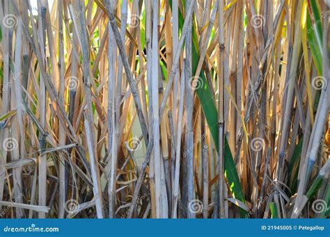 Bamboo grass stock image. Image of vertical, growing - 21945005