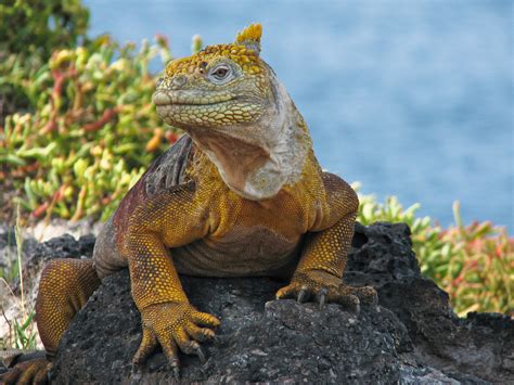 Galapagos Land Iguana Galapagos