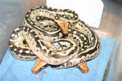 Image result for Bateater Python