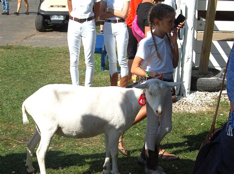 2023 Kenosha County Fair: Goat show coverage (PHOTOS) – West of the I