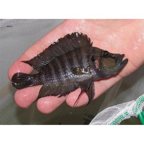 ALTOLAMPROLOGUS COMPRESSICEPS CAPE KABOGO