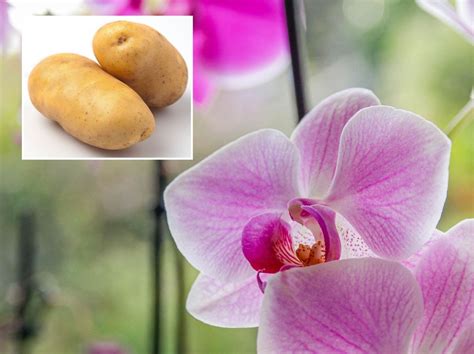 Orchids push out an 'abundance of fresh flowers' with easy trick to complete after blooms fade