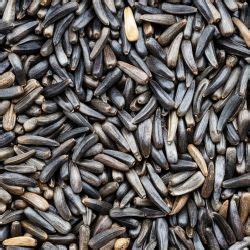 Looking for Oil Seeds from India - Buy now - Arpit Agro