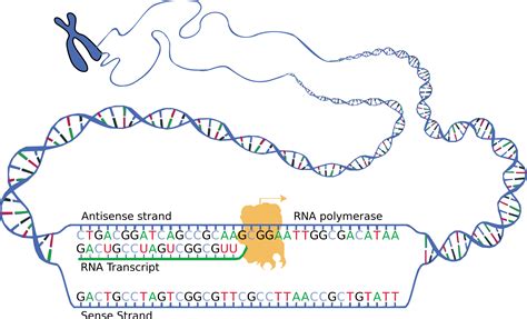 Image result for Complementary Protein Synthesis Strand