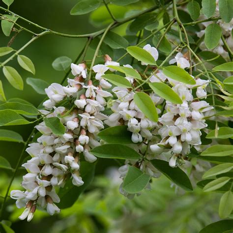 Locust Tree Flower