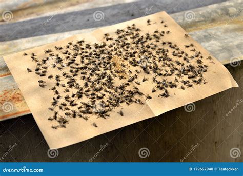Flies Caught on Sticky Fly Paper Traps. Stock Photo - Image of brown ...