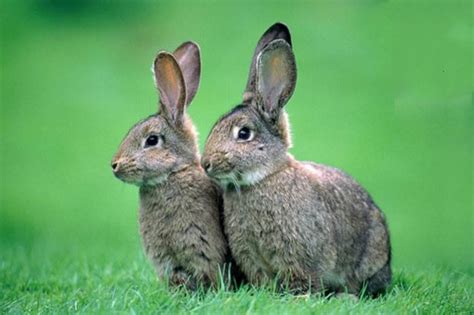 属兔最苦的是在什么年龄 87年兔哪年转大运 -属兔-生肖网