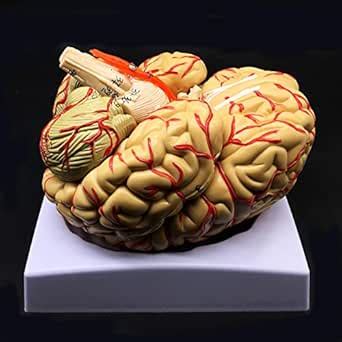 Human Brain Model, Anatomically Accurate Brain Model 8-Part Human Brain ...