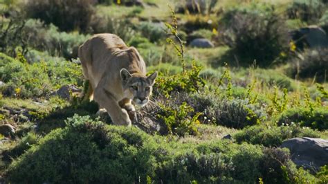 "Summoning all her strength, Rupestre hones in on her target, like a ...