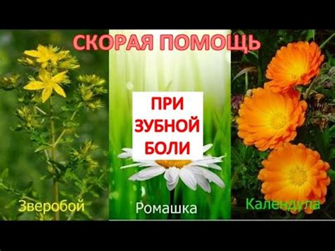 Скорая ПОМОЩЬ при ЗУБНОЙ боли - СБОР трав: КАЛЕНДУЛА+РОМАШКА+ЗВЕРОБОЙ ...