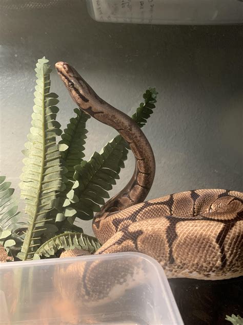 Image result for Star Gazing Ball Python