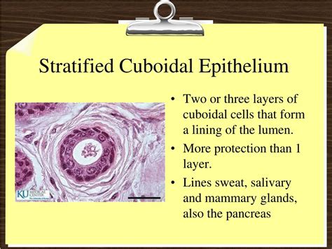 PPT - Tissues and Membranes PowerPoint Presentation, free download - ID:9158734