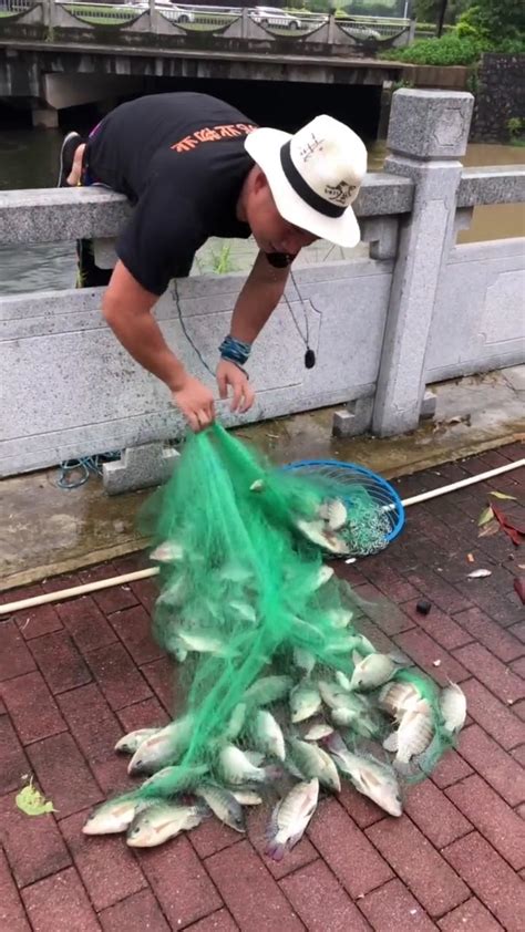 Image result for Catching Shiners with a Cast Net