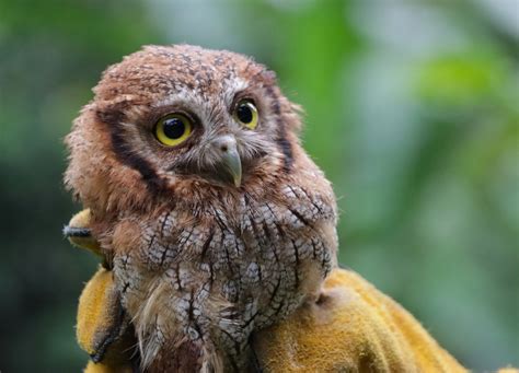 Animales silvestres rescatados en el Huila regresaron a la libertad ...