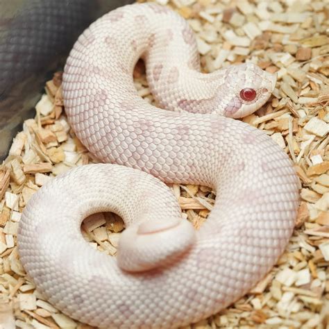Hognose stars 🤩 : r/Hognose