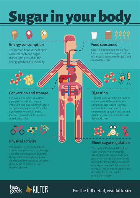 Sugar in your body. The second poster in our series on… | by Kiran ...