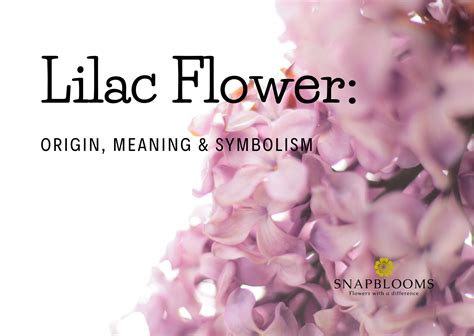 Lilac Flower: Origin, Meaning & Symbolism