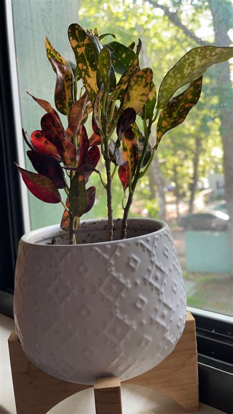 Alright, before I toss this boy, any suggestions! : r/plantclinic