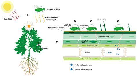 Cotton Aphid Life Cycle