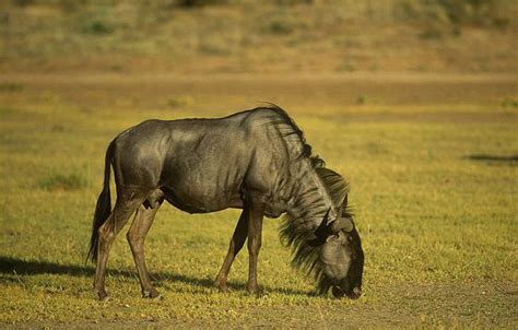 斑纹角马 的图像结果