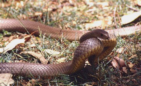 世界上最毒的蛇: 十大毒蛇排名|致死量|毒液|虎蛇_新浪新闻
