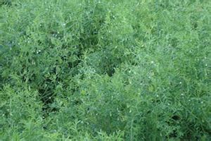 Indian Institute of Pulses Research