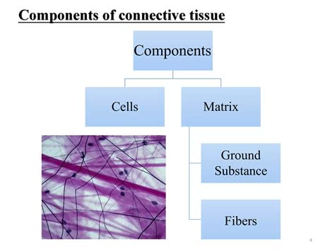 Connective Tissue Tutorial 的图像结果