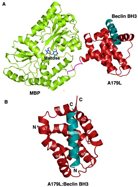 Crystal Structure of African Swine Fever Virus A179L with the Autophagy ...