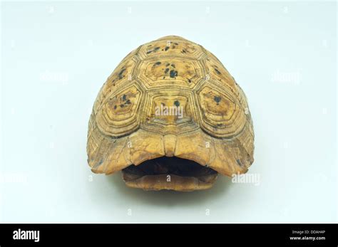 Sea Turtle Shell 的图像结果