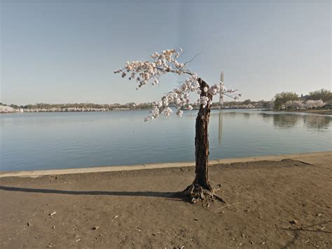 Image result for Stumpy Tidal Basin