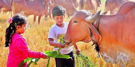 In the Moo’d for organic milk – Sid's Farm