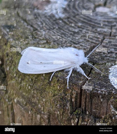 Virginian Tiger Moth (Spilosoma virginica Stock Photo - Alamy