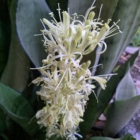 Sansevieria Trifasciata Flower