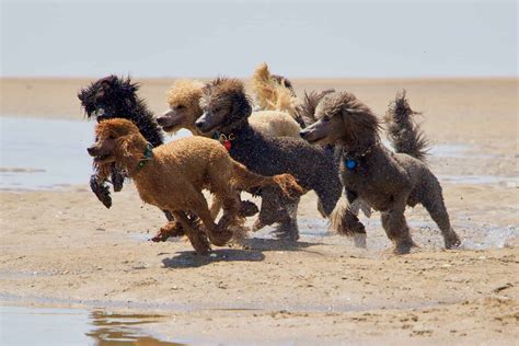 The Hunting Poodle: Info, History, Appearance & Pictures