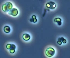 Picocystis Salinarum - UPSC Current Affairs - IAS GYAN