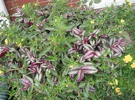 Image result for Purple Wandering Jew House Plant