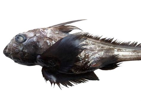 New Type of ‘Ghost Shark’ With Enormous Head Discovered off Thailand - GreekReporter.com